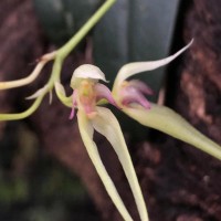 Bulbophyllum macraei (Lindl.) Rchb.f.